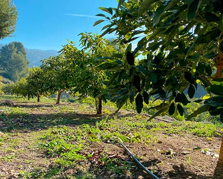 Granada Fruits | Venta de frutas tropicales,tienda online de mangos. Somos agricultores puedes apadrinar un árbol nuestro, de nuestros campos